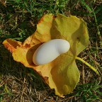 ***Su un piatto d'oro???*** ***Su un piatto d'oro???***