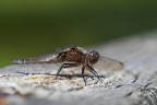 Libellula Libellula