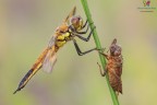 Nuova vita, Quadrimaculata.... Nuova vita, Quadrimaculata....