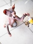 Sphynx in action