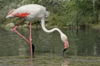 Fenicottero rosa (Phoenicopterus roseus) Fenicottero rosa (Phoenicopterus roseus)