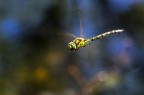 | On the fly |