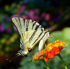 ***Con l'obiettivo tutto sudato*** ***Con l'obiettivo tutto sudato***