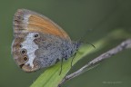 Coenonympha arcania Coenonympha arcania