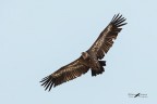 Grifone_Gyps fulvus Grifone_Gyps fulvus