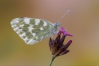 Pontia edusa