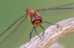 Un maschio di Sympetrum sanguineum colto mentre si prepara ad una difficile parata...
Critiche e commenti sono graditi
MVM0613
[url=http://funkyimg.com/view/2wdAT]H.R.[/url]