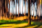 trees &amp; light