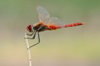 Ancora Sympetrum Ancora Sympetrum