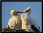 Cicogne che si coccolano Cicogne che si coccolano