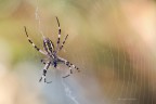 L' argiope bruennichi, e la sua colazione L' argiope bruennichi, e la sua colazione