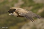Grifone ( Gyps fulvus ) Grifone ( Gyps fulvus )