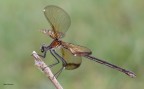 _Calopteryx_haemorrhoidalis _Calopteryx_haemorrhoidalis