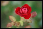 Rosa Rosa