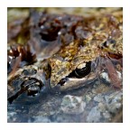 Rana Temporaria Rana Temporaria