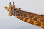 Animale in libert
Parco Amboseli - Kenya