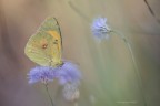 Colias Crocea 2 Colias Crocea 2