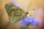 Colias Crocea4 Colias Crocea4