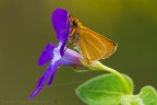 Thymelicus acteon (Rottemburg, 1775) (Lepidoptera  Hesperiidae)

Canon EOS 7D + Sigma 180mm f/3.5 EX DG HSM Macro

Suggerimenti e critiche sempre ben accetti
[http://www.rossidaniele.com/HR/_MG16940copia-mdc-cr-2048.jpg]Versione HR[/url]