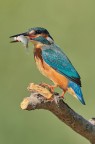 Kingfisher Kingfisher