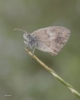 Coenonimpha Pamphilus