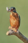 Kingfisher Kingfisher