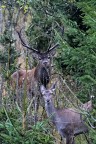 Mr. and Mrs. Deer in their home Mr. and Mrs. Deer in their home