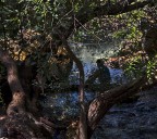 Tityre, tu patulae.... Tityre, tu patulae....