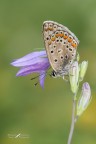 Polyommatus icarus