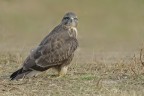 Poiana  (Buteo buteo)