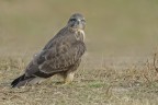 Poiana (Buteo buteo) Poiana (Buteo buteo)