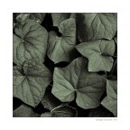 Prepotenti creature Prepotenti creature