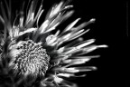 flames of flower flames of flower