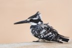 Kingfisher black &amp; white