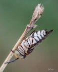 Thyreus sp.