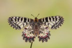 Zerynthia polyxena