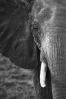 Elefante B&W Elefante B&W
