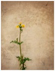 fiore triste