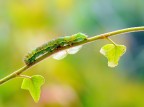 Non potendomela giocare con le qualit delle photo dei bruchi che circolano in questi giorni, me la gioco solo cui colori....tutto il resto  noia