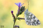 Pontia edusa