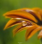 dissetarsi... dissetarsi...