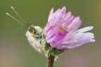 Sbirciatina