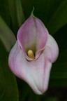 Calla trangenica Calla trangenica