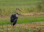 Oggi nel Delta del Po pioveva le condiziono non ideali per fotografare e chi incontro?