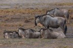 "Amboseli" in Kenya
Graditi i commenti.