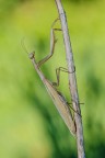 Mantide religiosa
