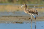 Fenicottero juv.