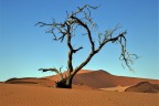 Namib Desert Tree Namib Desert Tree