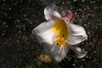 Stelline Stelline