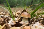 Edulis Edulis